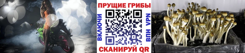 Псилоцибиновые грибы Psilocybine cubensis  Купить закладки  Баксан 